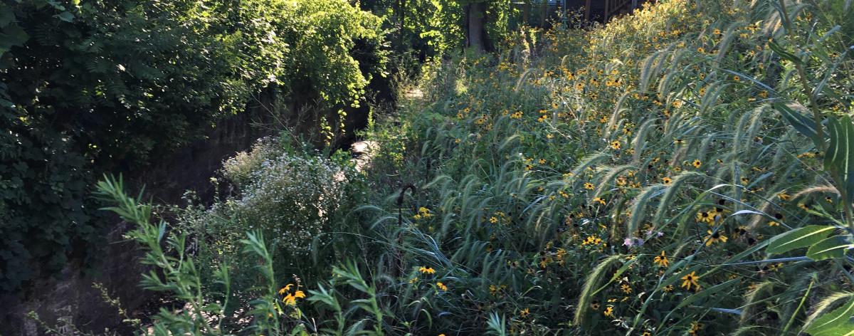 wildflower meadow