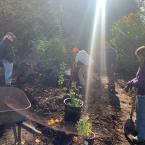 food forest planting 3
