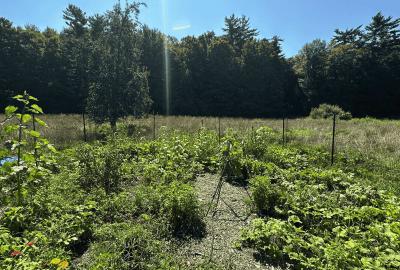 Land base garden