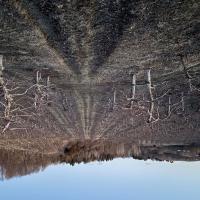 orchard pic in winter